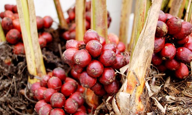 Ba loại cây gia vị ví như 