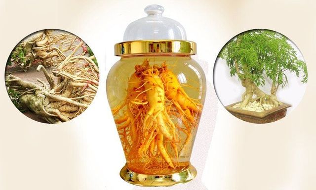 1 lưu ý quan trọng bất cứ ai uống rượu đinh lăng đều phải biết