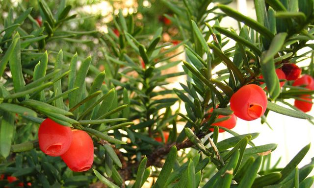 Nằm ẩn mình trong Núi Voi, 