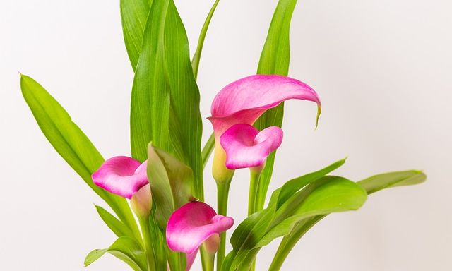 Những loài hoa cát tường nên trưng trong năm Bính Ngọ