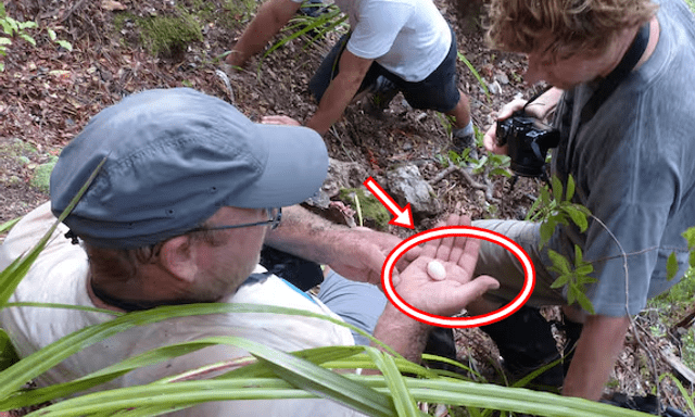 Sau hơn 100 năm bị coi là tuyệt chủng, loài vật này bất ngờ lộ diện qua một quả trứng nhỏ