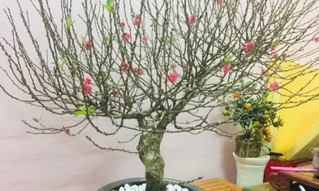  Cảnh báo đặc biệt tới các gia đình đang bày hoa đào ngày Tết