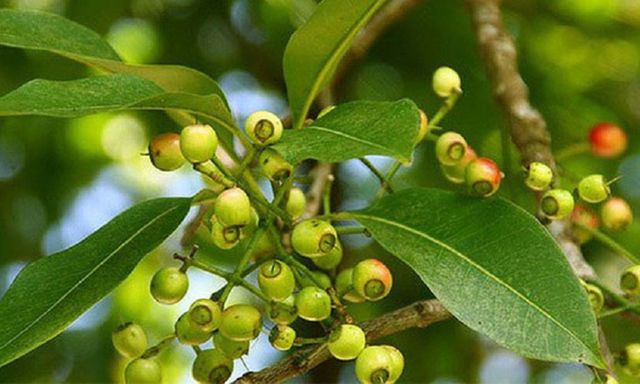 Độc quyền sáng chế: Các nhà khoa học Việt Nam tạo ra dấu ấn từ lá vối