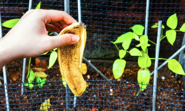 Vứt thứ này ra vườn ngay bây giờ, cây cối tự nhiên xanh tốt suốt xuân hè