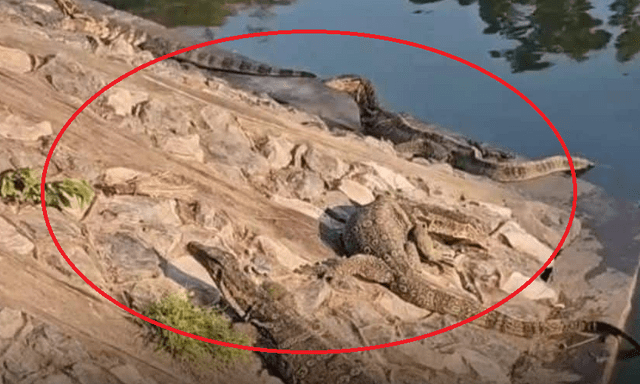 Thành phố bị 1 loài động vật khổng lồ xâm chiếm, người dân sợ hãi phải cầu cứu cơ quan chức năng