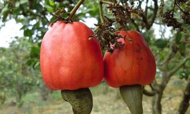 Béo không ngấy, giòn không cứng: Loại hạt Việt Nam xuất khẩu Top 1 thế giới, thu về 5 tỷ USD