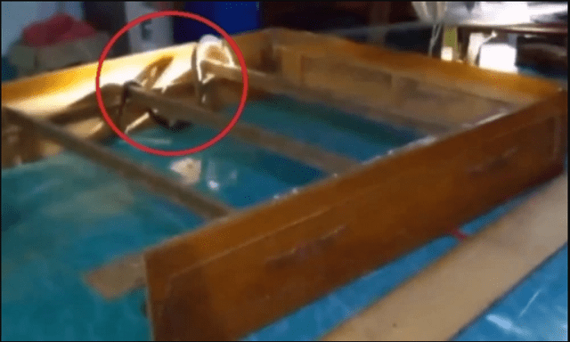 Nghe tiếng động lạ dưới gầm giường, chủ nhà 