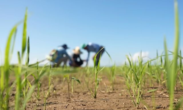 Mang một thứ sang Cuba, kỹ sư Việt khiến nông dân 