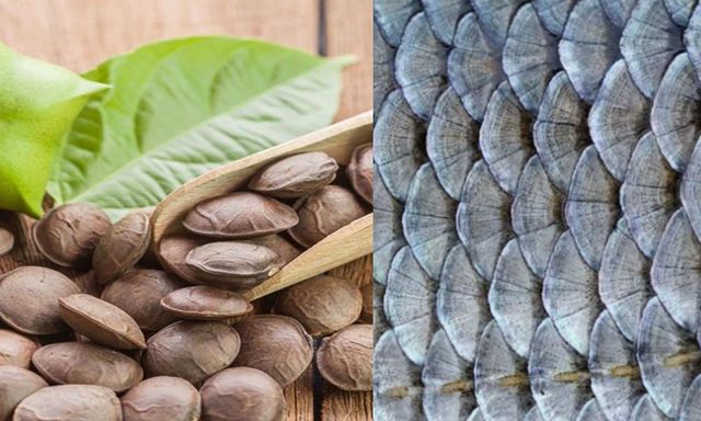 Từ vảy cá và hạt cây: Sáng chế độc quyền của nhà khoa học Việt khiến nhiều người kinh ngạc