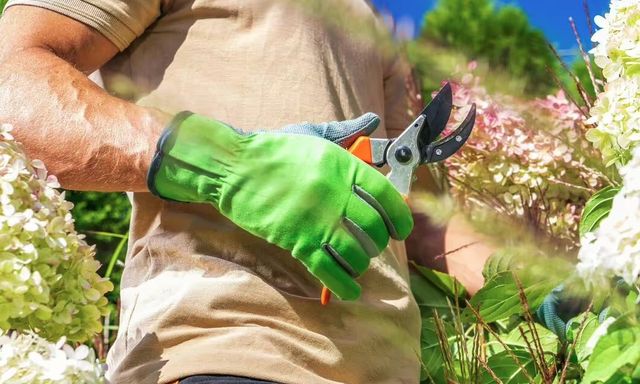 2 loại cây cần cắt tỉa ngay lúc này