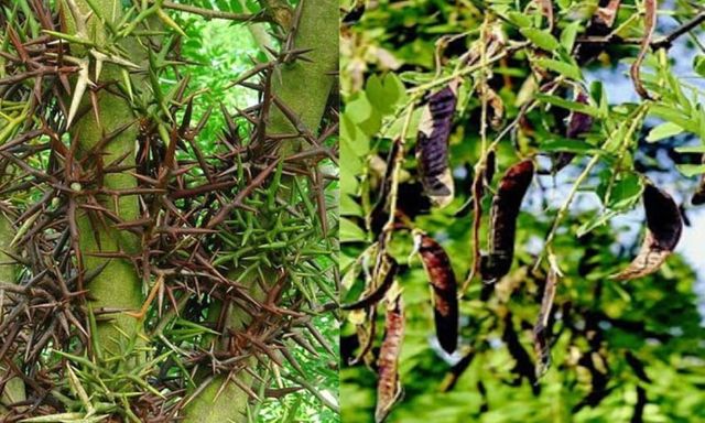 4 loại cây không nên trồng trước nhà, vừa ảnh hưởng phong thủy lại dễ gây họa cho gia chủ