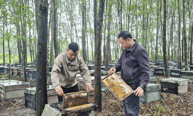  Ít ai ngờ sản vật quen thuộc của nông dân Việt lại xuất khẩu sang Mỹ, châu Âu với doanh thu gần 20 tỷ/năm