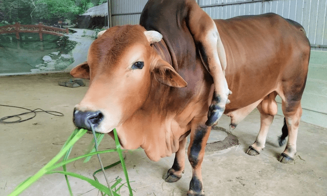 Chú bò đắt giá bậc nhất Việt Nam được trả 5 tỷ đồng mà chủ nhân không bán: Sở hữu điều rất đặc biệt