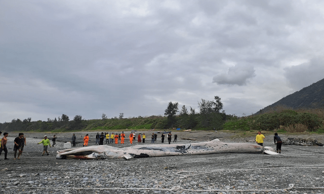 Phát hiện sinh vật khổng lồ dài hơn 15m mắc trong lưới, chuyên gia lập tức tới tận nơi: Cảnh khó tin!
