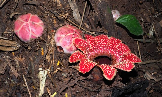 “Kho báu” cực hiếm bất ngờ hiện diện trong Vườn Quốc gia Phong Nha – Kẻ Bàng