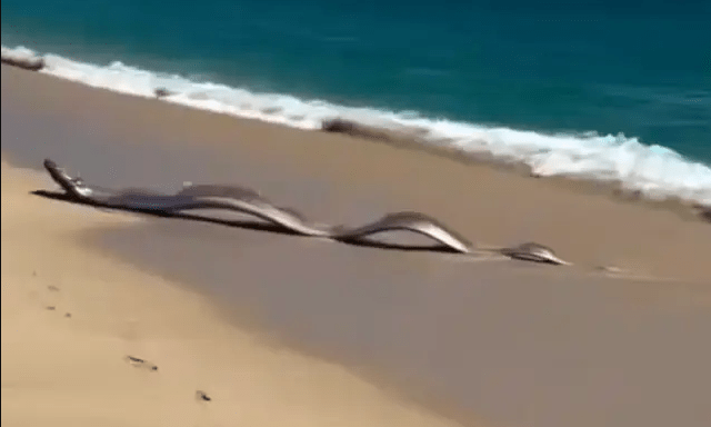 Sinh vật biển sâu dài 9m sống ở độ sâu 1.000m bất ngờ xuất hiện trên bãi biển, nhiều người lo lắng