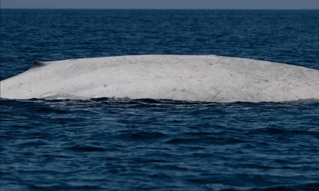 Ngư dân tưởng nhìn nhầm khi thấy sinh vật trắng toát giữa biển, chuyên gia xác nhận: Tỷ lệ chỉ 0,0025%