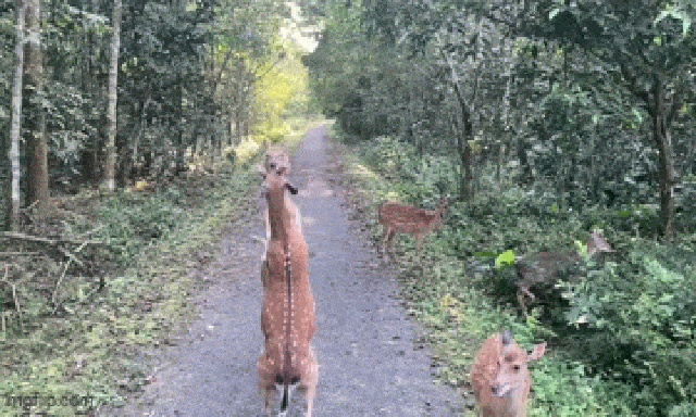 Clip 2 con hươu sao 