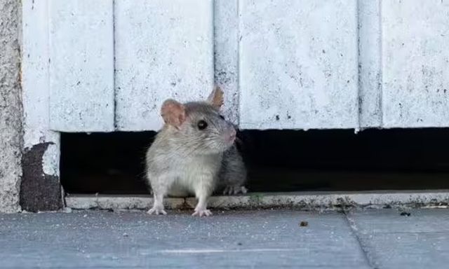 Vứt thứ này ra vườn, chuột tự nhiên 