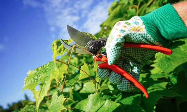 4 loại cây không được cắt tỉa vào tháng 3