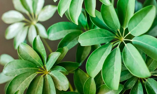 3 loại cây đặc biệt phù hợp với tuổi 40 trở lên: Biết trồng thì thể chất và tinh thần đều đi lên