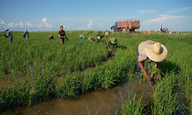 Chưa từng có ở Cuba: Việt Nam được giao đất triển khai dự án nông nghiệp 