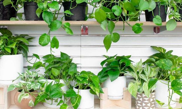 3 loại cây đặc biệt hợp với gia đình nhỏ: Biết trồng thì cả nhà đều vui