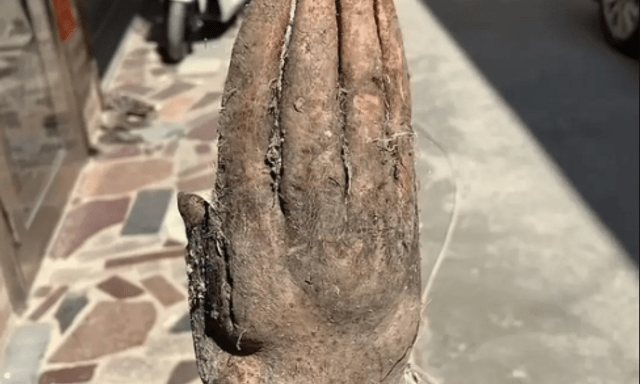 Đào được nguyên 