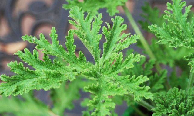 5 loại cây đuổi muỗi, nên trồng ngay trong nhà