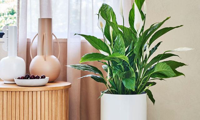 Cây lan ý sẽ tươi tốt và nở hoa rực rỡ nếu được đặt ở vị trí này trong nhà