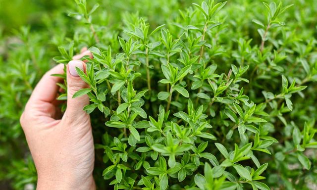 8 loại cây muỗi rất 