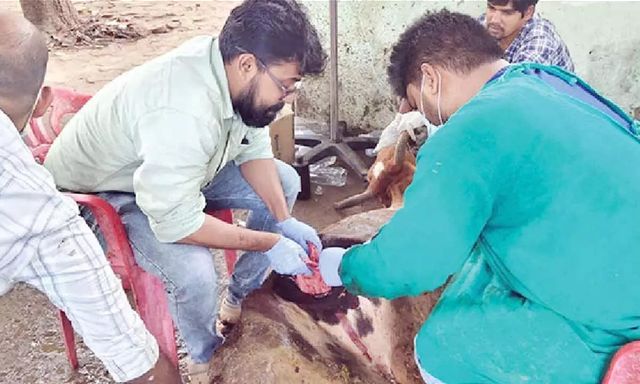 Con bò đực được mổ khẩn vì bụng phình to như 