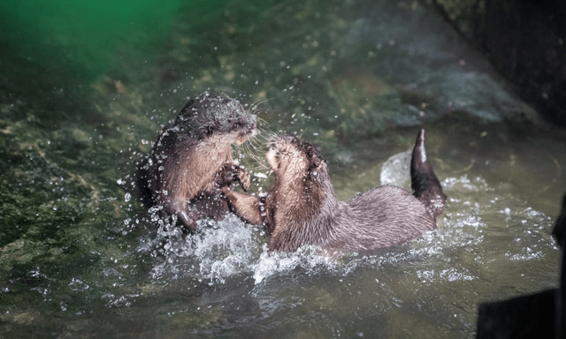 Bất ngờ trong VQG Chư Mom Ray: 