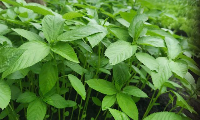 Việt Nam có loại rau người Nhật ví là 