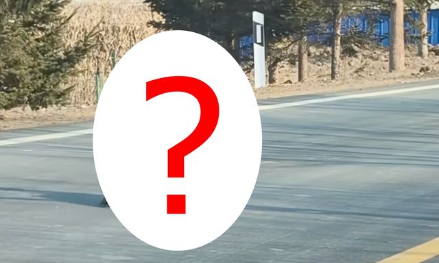 Thấy sinh vật cao gần 1 mét ngang nhiên băng qua đường, chuyên gia hé lộ đó là loài ít ai ngờ tới