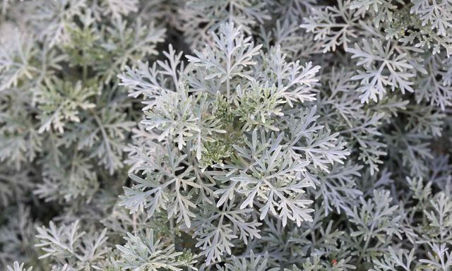 6 loại cây đuổi rắn, nên trồng trong nhà ngay