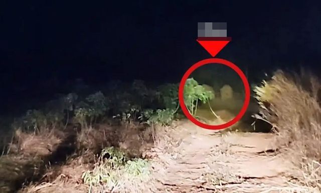 Sau tiếng rống xé toang màn đêm, con thú khổng lồ khoảng 3 tấn lao thẳng vào nhà dân: Cảnh tượng ám ảnh