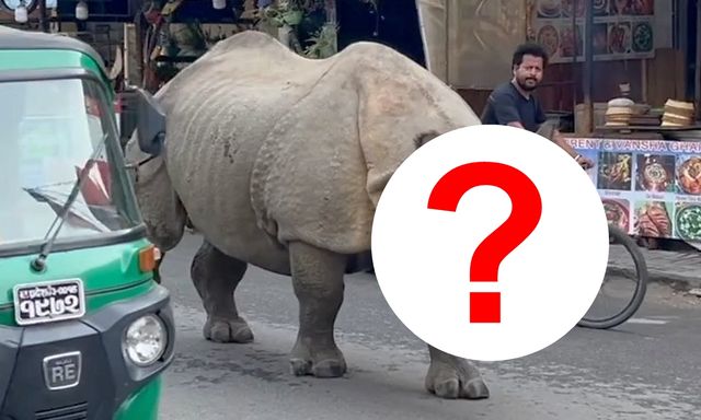 Con thú gần 3 tấn lao tới giữa ban ngày: Du khách lập tức 'đứng hình' suýt không kịp phản ứng