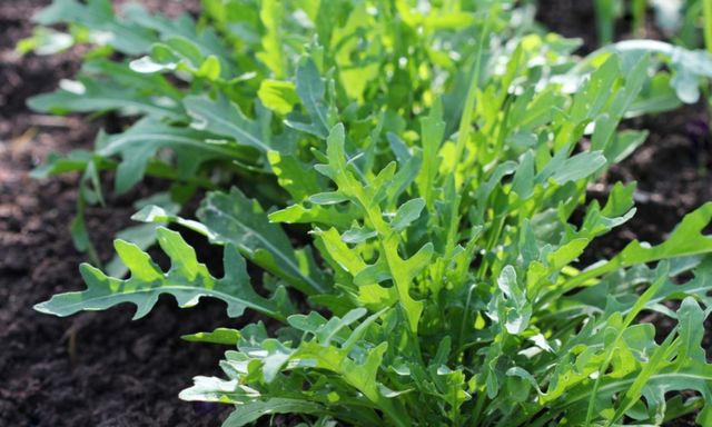 6 loại rau củ rất phù hợp để trồng ngay tại thời điểm này