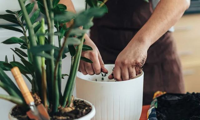 6 việc cần làm với cây kim tiền ngay bây giờ