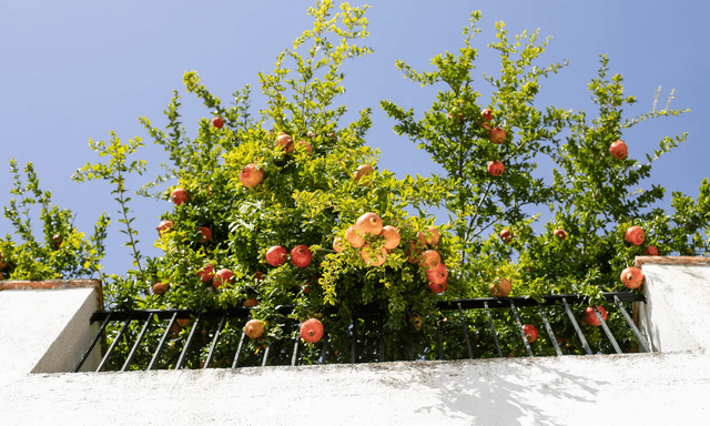 7 loại cây ăn quả có thể trồng ở ban công: Vừa đẹp mắt, vừa có trái sạch cho cả gia đình