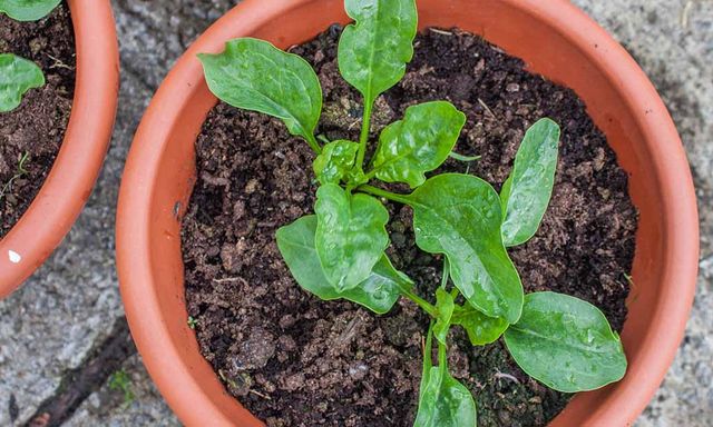 3 loại cây nam giới tuổi 40+ nên trồng