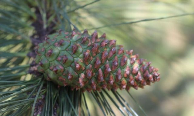 Ít ai biết: Cuba đang dùng công nghệ sinh học để tạo ra những cánh rừng 