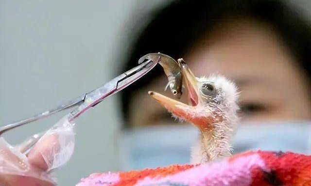 Đi câu cá, người đàn ông bất ngờ đụng độ loài vật hiếm hơn gấu trúc: Cả thế giới chỉ còn 1.000 con