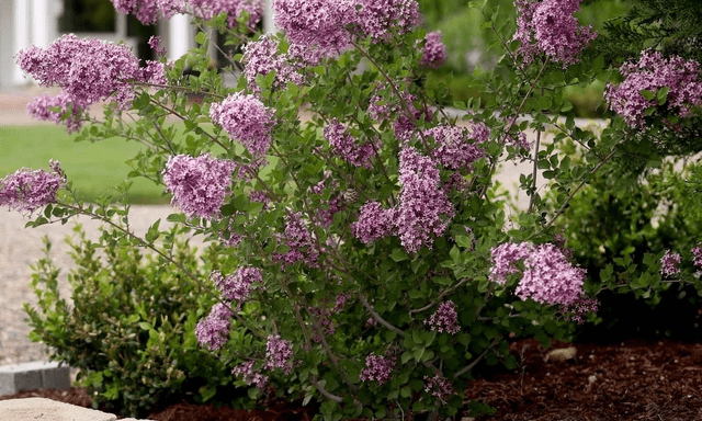 8 loại cây nở hoa thơm ngát suốt mùa hè, nên trồng ngay trong nhà