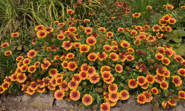 7 loại cây có hoa nở rực rỡ vào mùa hè, nên trồng ngay bây giờ