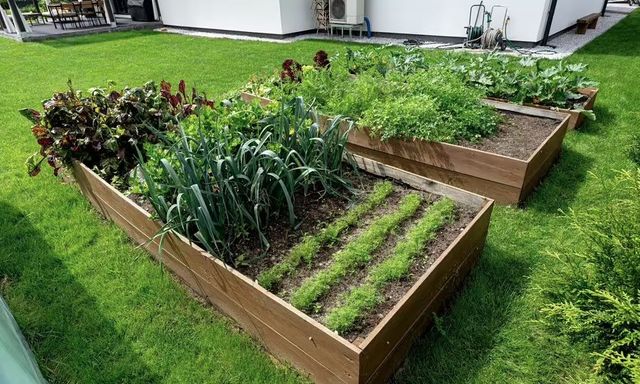 5 loại rau nên trồng trong tháng 4