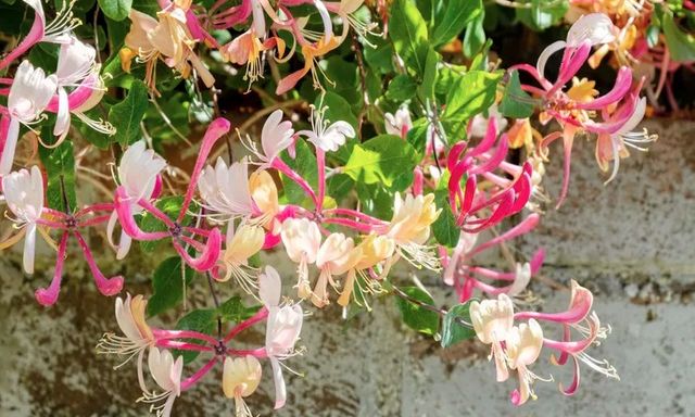 Loại cây nên trồng ở sân trước ngay bây giờ