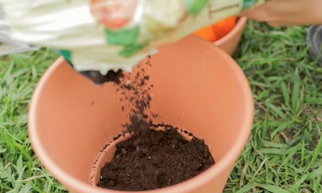 Sai lầm khi trồng cây trong chậu khiến cây 