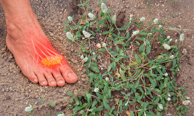 Nghiên cứu gây chú ý của Việt Nam: Một loài cây dại có thể ức chế enzyme gây bệnh gút